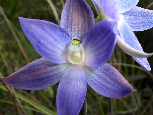 Thelymitra aristata - Giant Sun Orchid.jpg